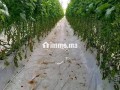 جهة سوس ماسة إقليم تارودانت عمالة تارودانت - miniature 2