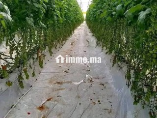 جهة سوس ماسة إقليم تارودانت عمالة تارودانت - Terrain à vendre - Taroudant