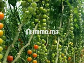 جهة سوس ماسة إقليم تارودانت عمالة تارودانت - Terrain à vendre - Taroudant