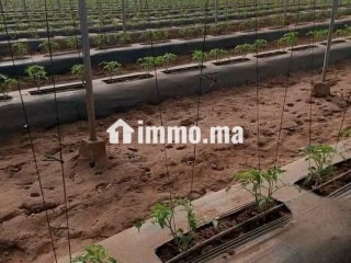 جهة سوس ماسة إقليم تارودانت عمالة تارودانت - Terrain à vendre - Taroudant