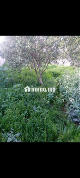 ارض محفظة للبيع بفدان السعيدي - Vente Immobilier - Tanger - photo 5