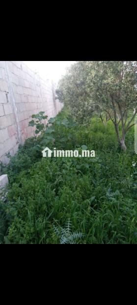 ارض محفظة للبيع بفدان السعيدي - Vente Immobilier - Tanger - photo 8
