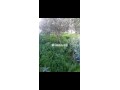 ارض محفظة للبيع بفدان السعيدي - miniature 5