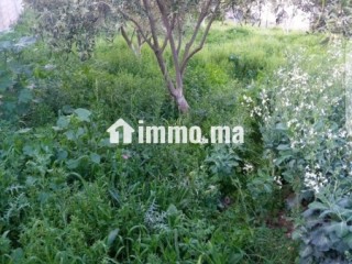 ارض محفظة للبيع بفدان السعيدي - Terrain à vendre - Tanger