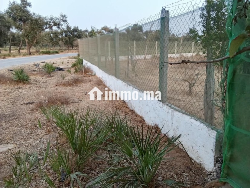 Terrain ferme 500 m2, 15 min de Rabat - Vente Immobilier - Sala Al Jadida - photo 6