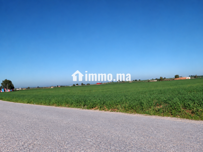 Terrain agricole de 4 hectares à Ben Ahmed - Vente Immobilier - Casablanca - photo 2