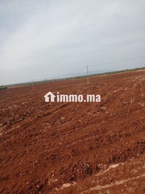 ارض للبيع في مدينة حاجب - Vente Immobilier - El Hajeb - photo 3