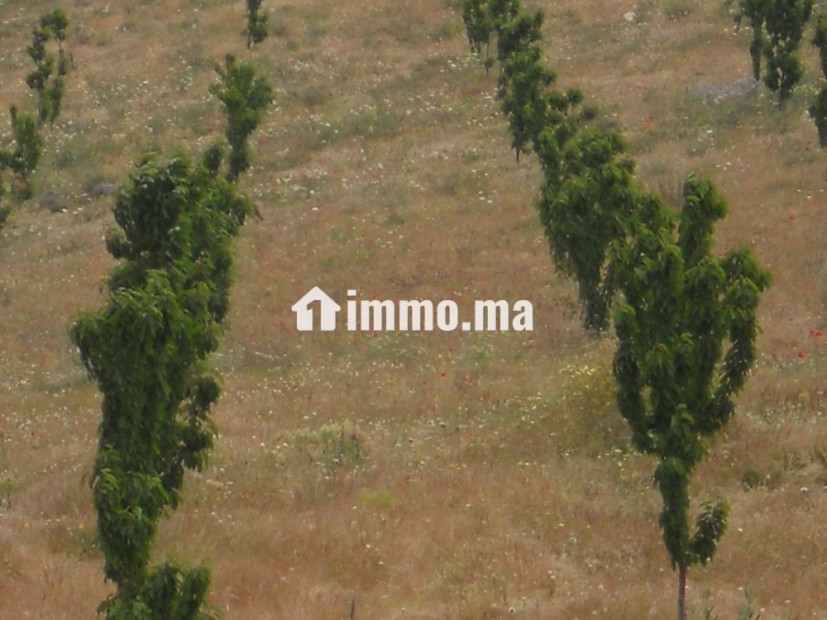 Superbe villa avec piscine sur un domaine agricole Ferme mixte d’arbres fruitiers et élevage animaux - Vente Immobilier - Sefrou - photo 2