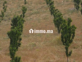 Superbe villa avec piscine sur un domaine agricole Ferme mixte d’arbres fruitiers et élevage animaux - Villa à vendre - Sefrou