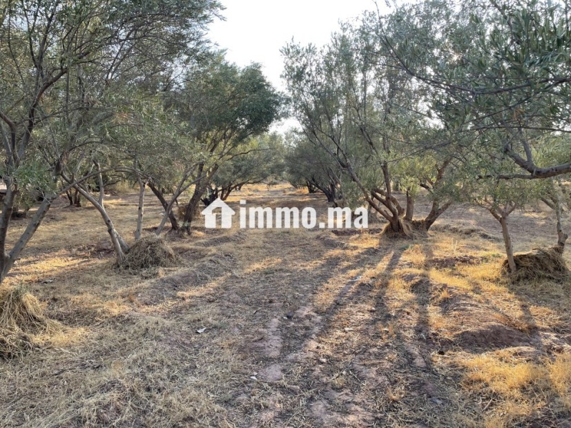 قرب سيدي رحال ٤٥ كلم من مراكش - Vente Immobilier - Marrakech - photo 1