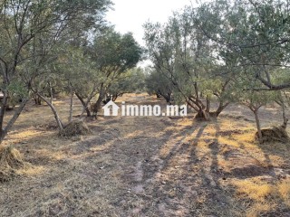 قرب سيدي رحال ٤٥ كلم من مراكش - Terrain à vendre - Marrakech