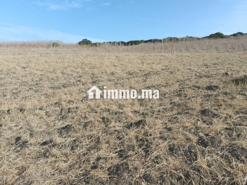 Terrain titré à Sahel chamali asila - Vente Immobilier - Asilah - photo 4