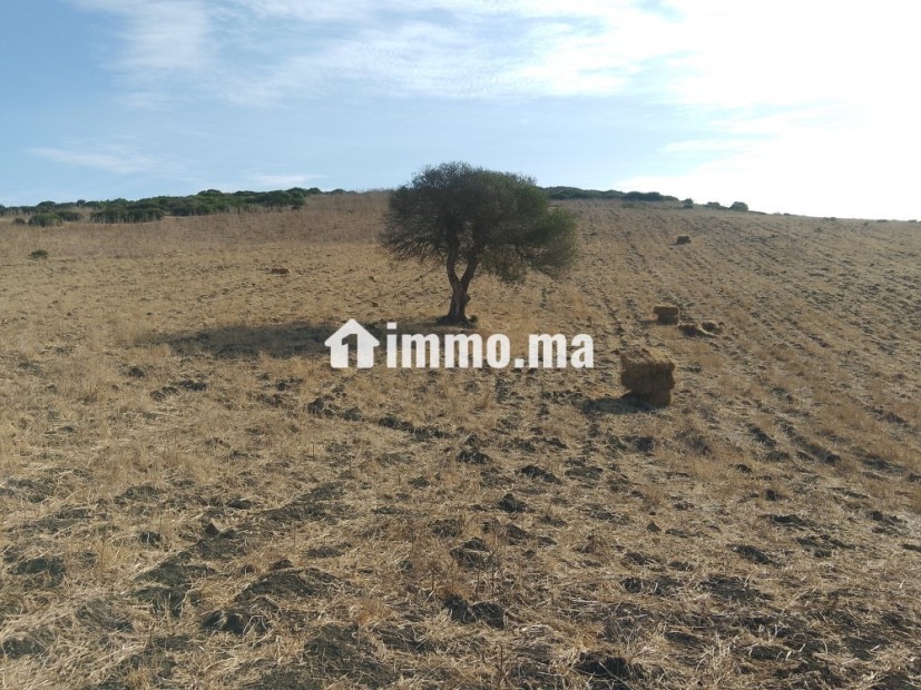 Terrain titré à Sahel chamali asila - Vente Immobilier - Asilah - photo 3