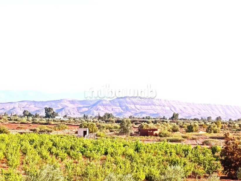 Ferme Titrée À Vendre à 28km de Marrakech - Vente Immobilier - Marrakech - photo 1