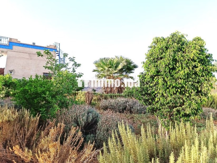 Ferme Titrée À Vendre à 28km de Marrakech - Vente Immobilier - Marrakech - photo 3