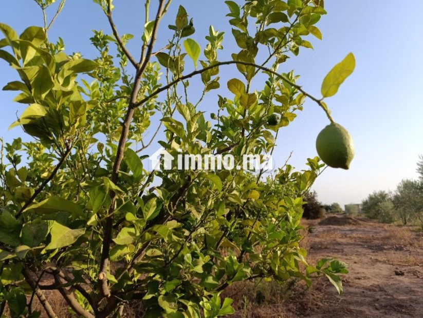 Ferme Titrée À Vendre à 28km de Marrakech - Vente Immobilier - Marrakech - photo 4