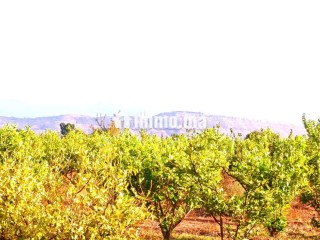 Ferme Titrée À Vendre à 28km de Marrakech - Terrain à vendre - Marrakech