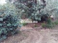 ferme-a-louer-a-lalla-takarkoust-superficie-5500-m2-garage-small-3