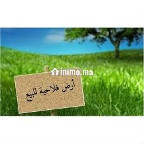 27 hectares à vendre - Vente Immobilier - Mohammedia - photo 1
