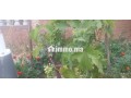 aayn-gohr-kbl-tyflt-small-7
