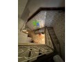 riad-a-renover-a-marrakech-medina-small-3