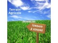 des-terrain-et-des-ferme-a-vendre-fes-et-region-small-0
