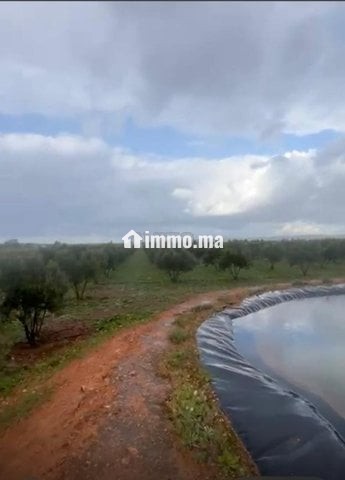 Ferme titré a vendre - Vente Immobilier - Berrechid - photo 2