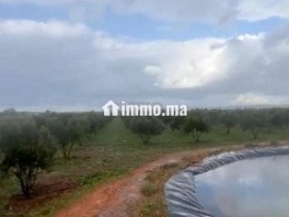 Ferme titré a vendre - Terrain à vendre - Berrechid