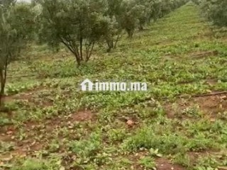 Ferme titré a vendre - Terrain à vendre - Berrechid