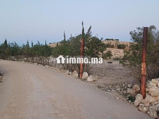 Terrain route de Tlat bogadra - Terrain à vendre - Safi