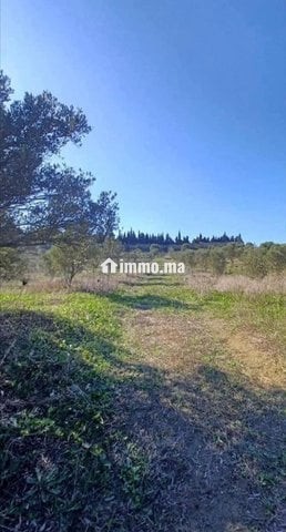 3 hectare et 3000 m2 a vendre route tetouan tanger - Vente Immobilier - Tanger - photo 5