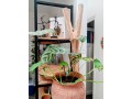 appart-art-deco-en-face-du-consulat-du-france-small-4