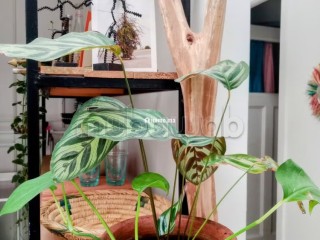 Appart art déco en face du consulat du France - Appartement à louer - Casablanca