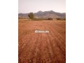 terrain-agricol-titre-8-hectare-a-vendre-small-2