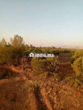 terrain-agricol-titre-8-hectare-a-vendre-big-3