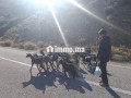 fyla-mhfth-llbyaa-noahy-ttoan-small-14