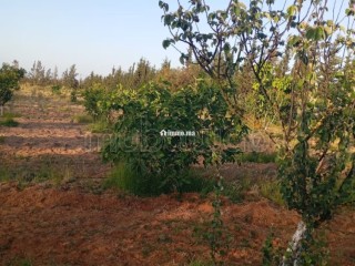 Ferme à la vente à Sidi Allal El Bahraoui.
Surface de 10000 m² - Terrain à vendre