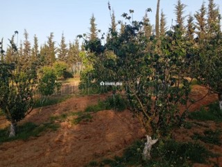 Ferme à la vente à Sidi Allal El Bahraoui.
Surface de 10000 m² - Terrain à vendre