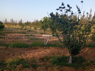 Ferme à la vente à Sidi Allal El Bahraoui.
Surface de 10000 m² - Terrain à vendre