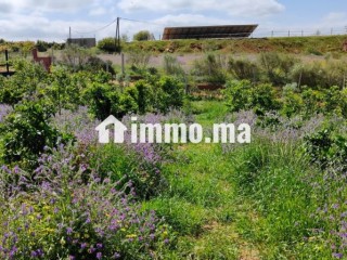 ferme-a-la-vente-a-sidi-allal-el-bahraoui-surface-de-7000-m2