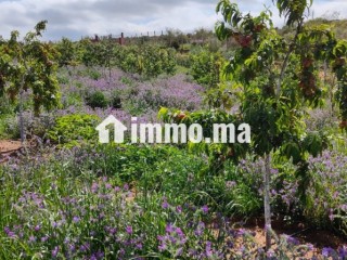 Ferme à la vente à Sidi Allal El Bahraoui.
Surface de 7000 m² - Terrain à vendre