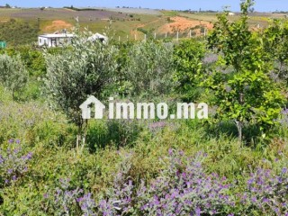 Ferme à la vente à Sidi Allal El Bahraoui.
Surface de 7000 m² - Terrain à vendre