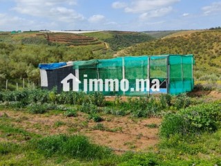 Ferme à la vente à Sidi Allal El Bahraoui.
Surface de 7000 m² - Terrain à vendre