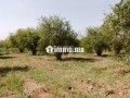 vente-ferme-avec-petite-villa-small-1