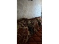bel-appartement-neuf-au-calme-a-al-hoceima-small-5
