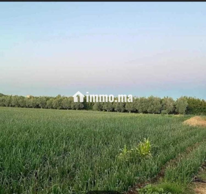 فيرما نواحي الحاج قدور - Vente Immobilier - Meknes - photo 1