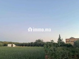 فيرما نواحي الحاج قدور - Terrain à vendre - Meknes