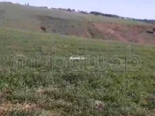 Terrain titré a Arjat de 16612 m2 - Terrain à vendre