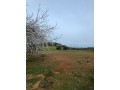 vente-de-terrain-a-asilah-small-16