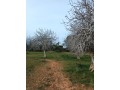 vente-de-terrain-a-asilah-small-6